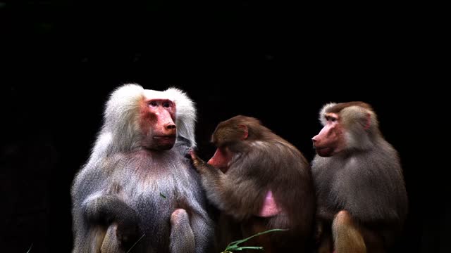monkey  animal baboons nature primate animal  louse video