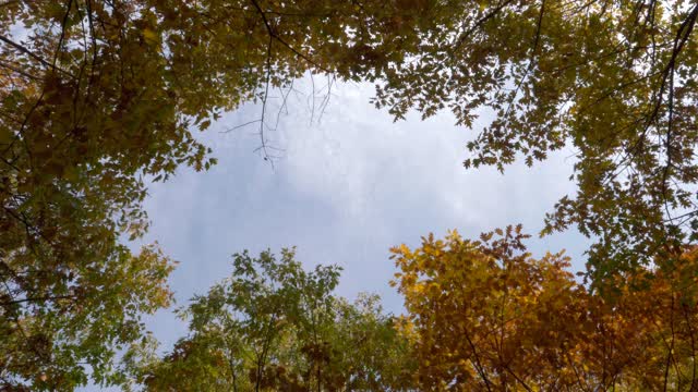 autumn autumn  trees  forest nature outdoors tree video