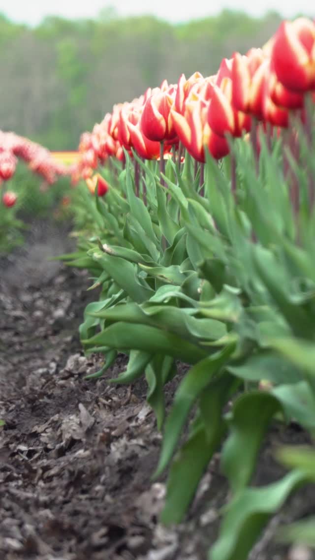  field  flowers  farm  nature  spring  scenic tulips video