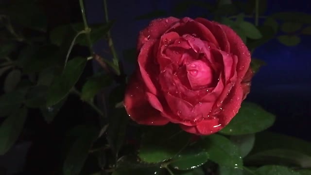 petal leaf  drops  damp flower nature flower video