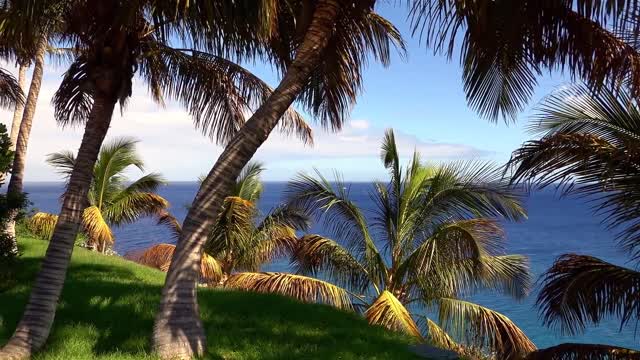 palm tree nature summer  coast  palms tropical climate ocean video