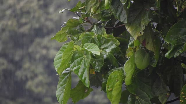 leaf plant nature green color  plants rain  nature video