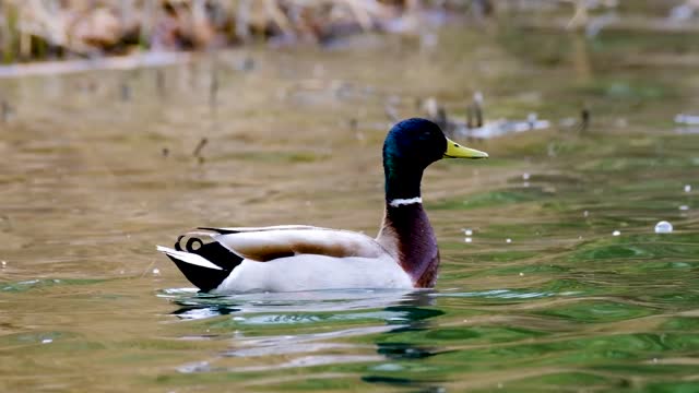  rain duck duck pond nature animal  water bird video