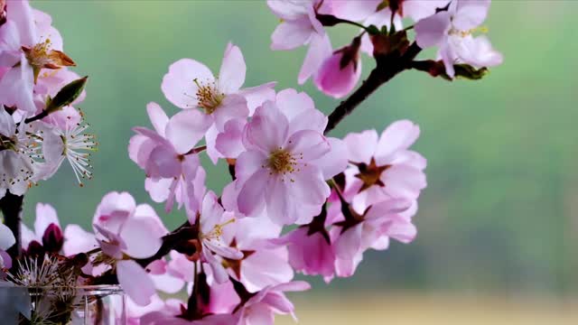 nature blooms springtime plant flower  spring  tree blossoms