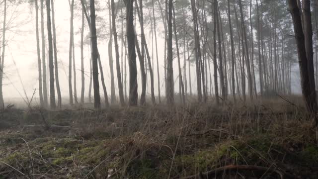  nature  fog tree nature forest outdoors forest video