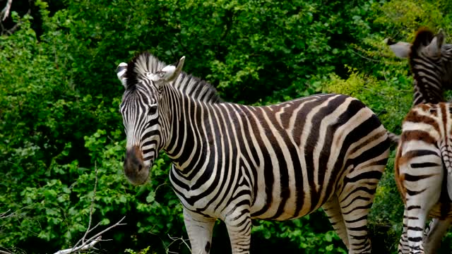 zebra nature zebra striped animal  animal  strip video
