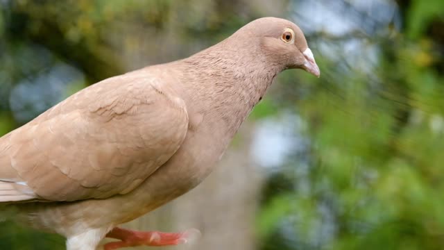 animal bird  dove pigeon nature  feathers beak video