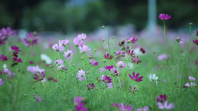nature  slow down autumn flower summer plant  wind video