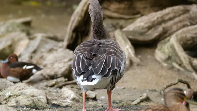 animal animals in the wild goose beak  water bird nature  greylag goose video