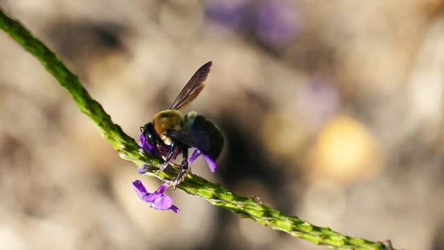 bumblebee nature close-up  animal  insect insect bee video