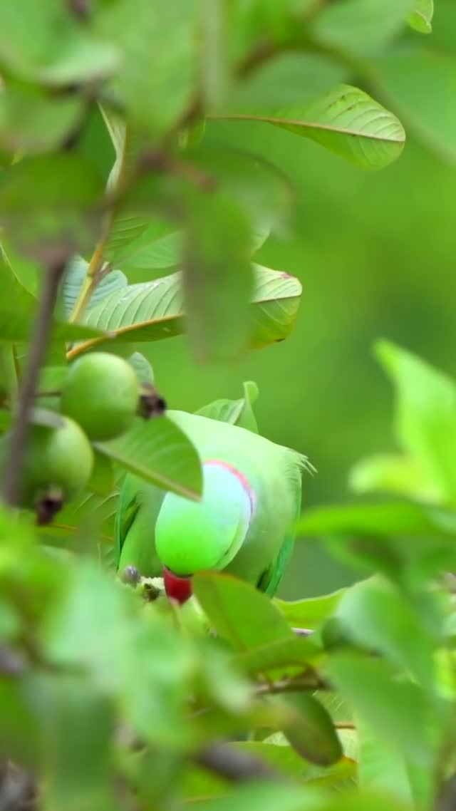 green color  animated video  animated video background animated wallpaper outdoors nature close-up video