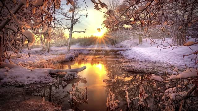 tree winter ice nature  forest  snow forest video