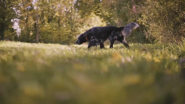  pet outdoors animal field nature  dog dog video