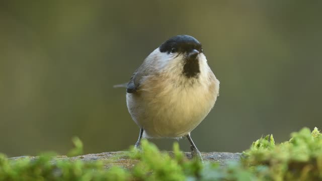 animal wildlife animal no people tit  bird  the manger nature video