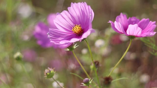summer flower cosmos  wallpaper plant nature  flowers video
