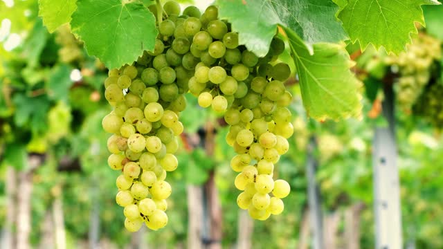 grapes  green  grapevine grape fruit nature agriculture video