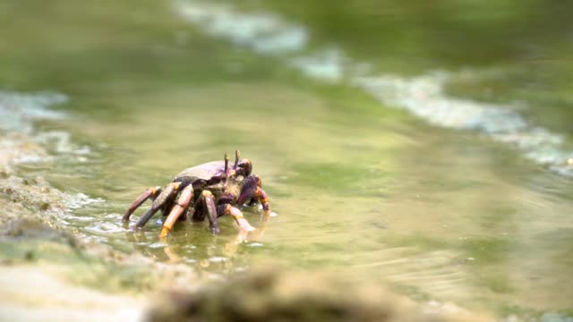 nature crab crab  eating  riverside animal animal wildlife video